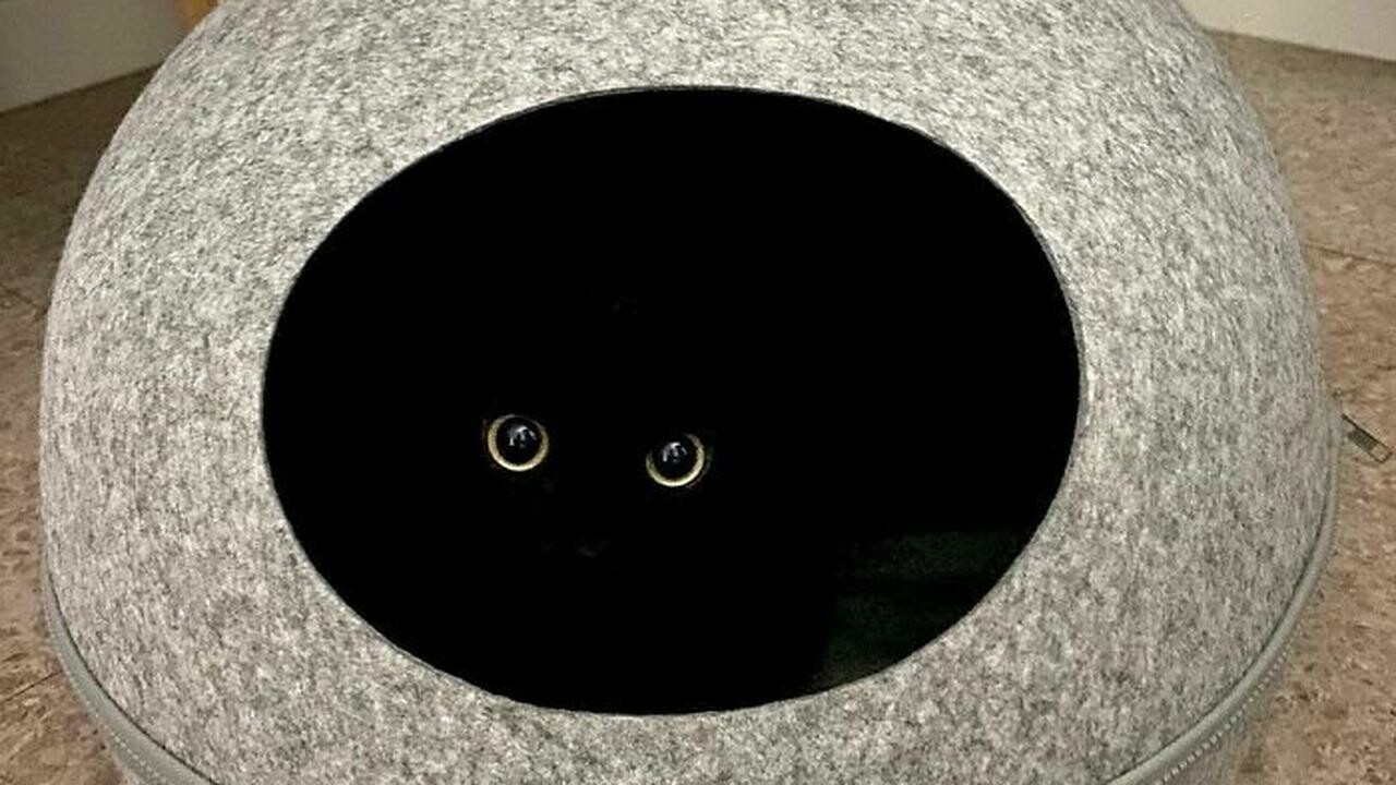 Green cat eyes stare at you from the dark within.